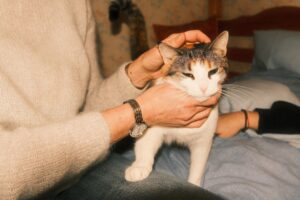 飼い主が猫に触れながら様子を見るイメージ。毎日の健康チェックの記事のアイキャッチ