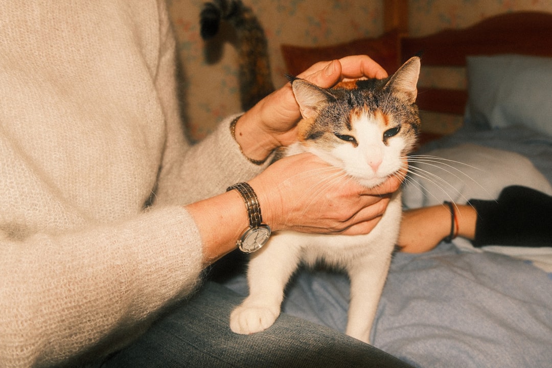 飼い主が猫に触れながら様子を見るイメージ。毎日の健康チェックの記事のアイキャッチ