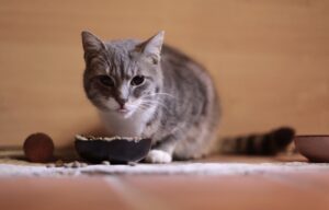 猫の体つきを見るイメージ。7歳からの猫の体重管理の記事のアイキャッチ