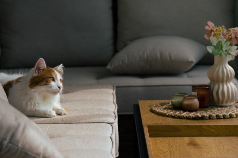 自宅のソファでくつろぐ猫。7歳からの健康観察ガイドのイメージ