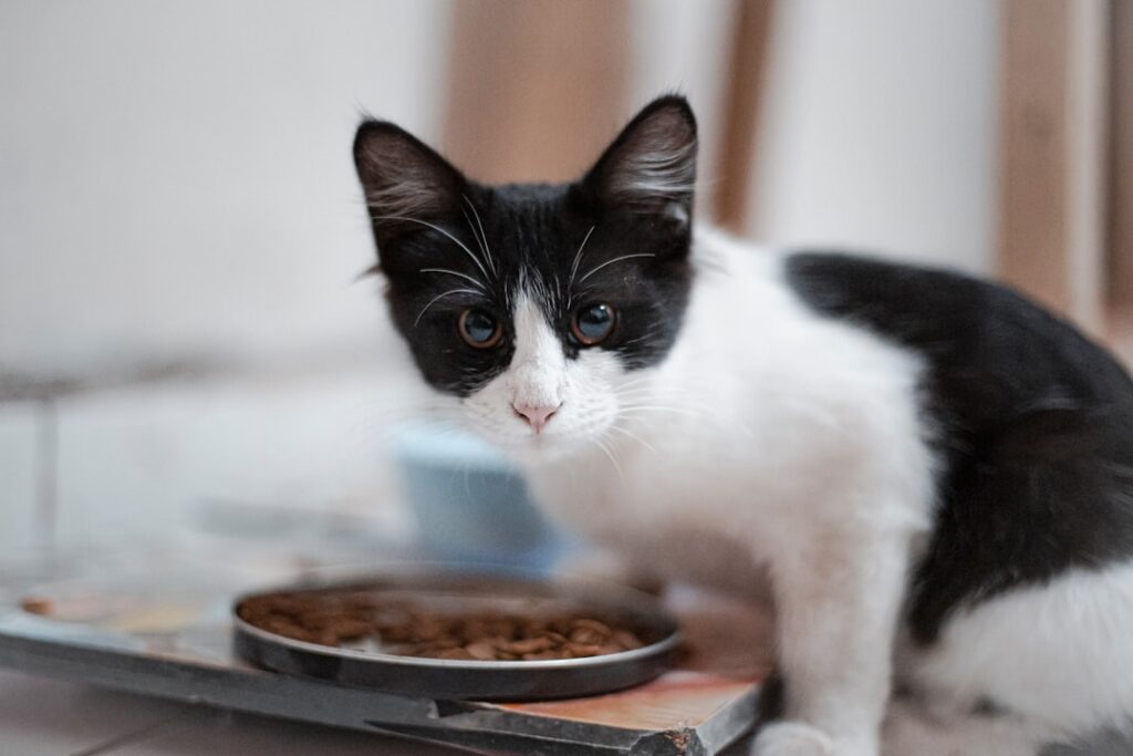 フードを食べる猫。シニア猫の食欲低下を確認する記事のイメージ