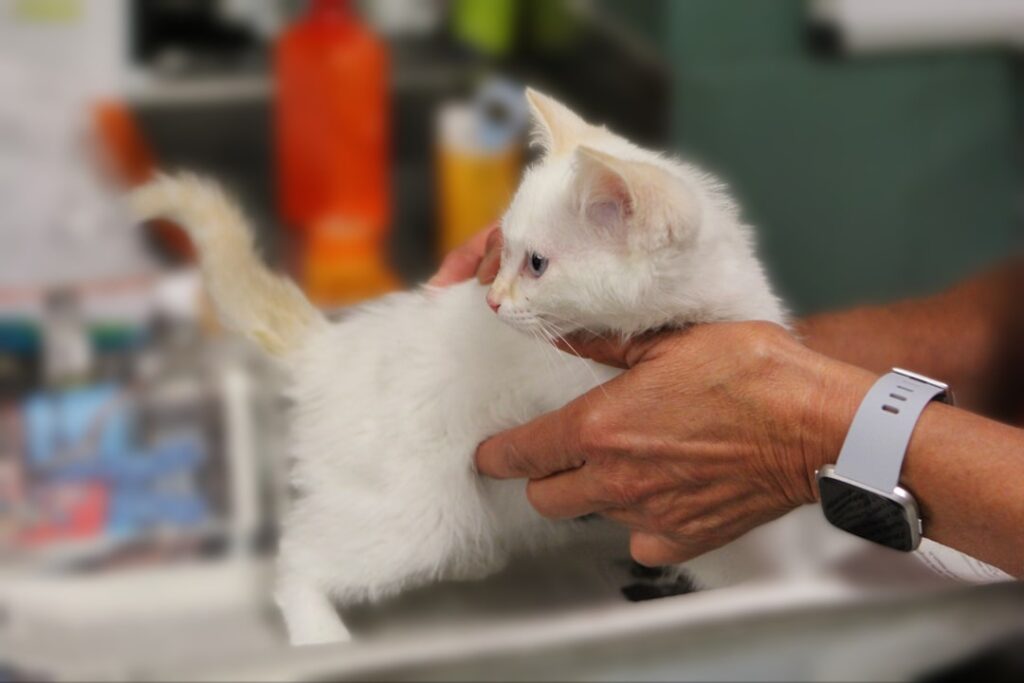 動物病院で診察を受ける猫。受診前にメモする項目の記事のイメージ