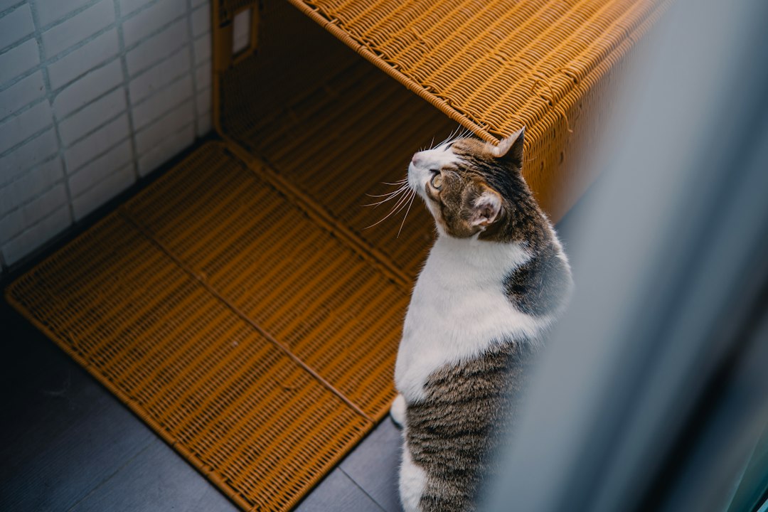 室内にいる猫。トイレで気づける小さな変化の記事のイメージ