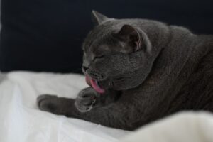 ベッドでくつろぐ猫。シニア猫が暮らしやすい住環境の記事のイメージ
