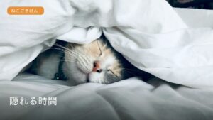 毛布の中でくつろぐ猫