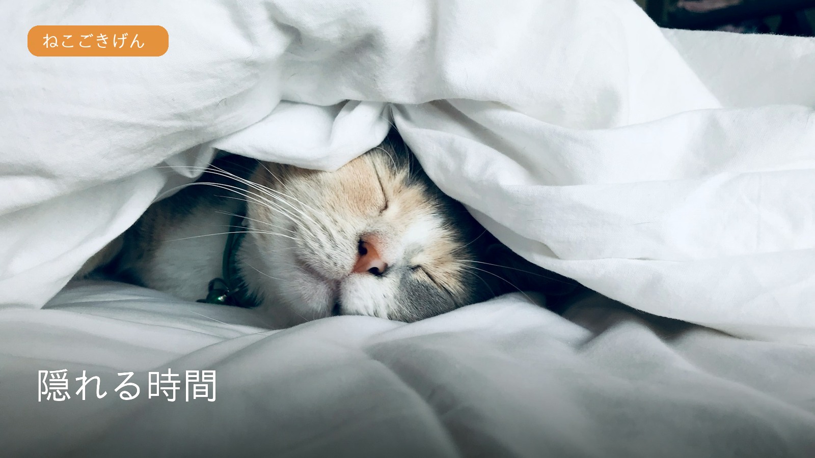 毛布の中でくつろぐ猫