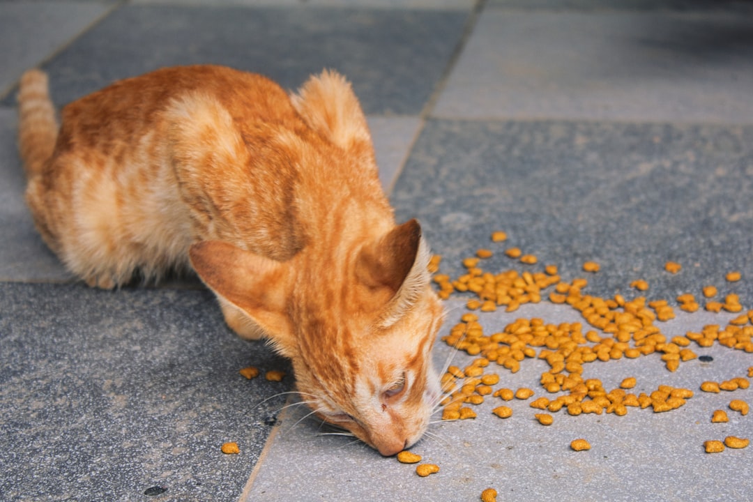 猫の体つきを確認するイメージ。シニア猫の体重減少を確認する記事のアイキャッチ