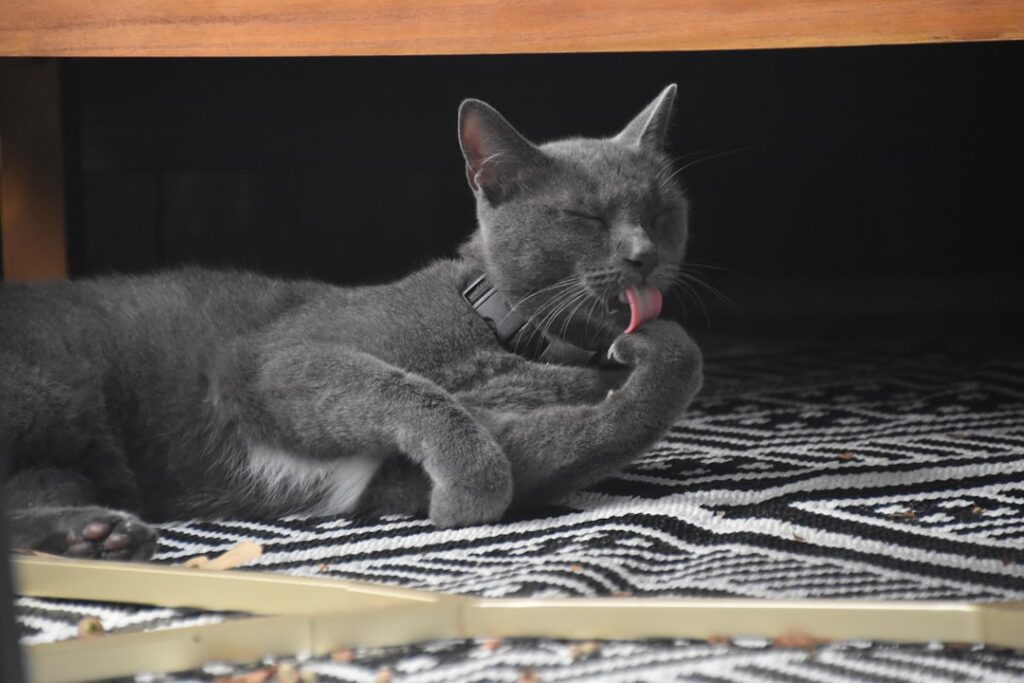 毛づくろいをする猫。シニア猫の毛づくろいの変化を見る記事のイメージ
