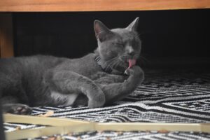 毛づくろいをする猫。シニア猫の毛づくろいの変化を見る記事のイメージ