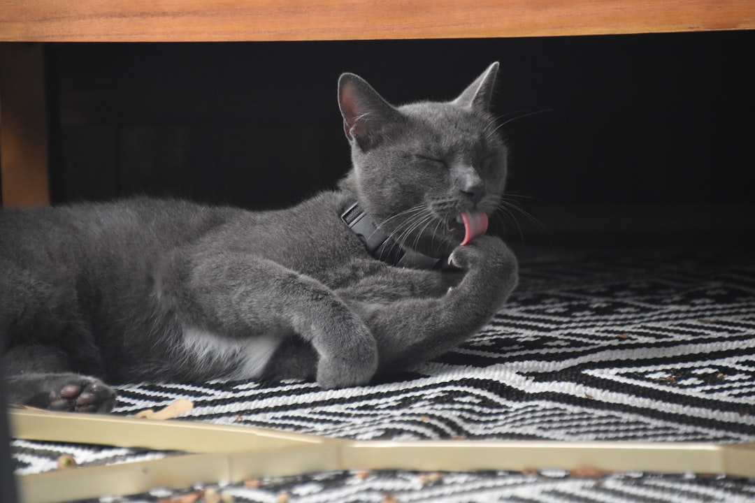 毛づくろいをする猫。シニア猫の毛づくろいの変化を見る記事のイメージ