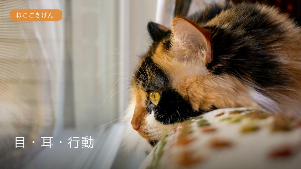 窓辺で外を見る猫