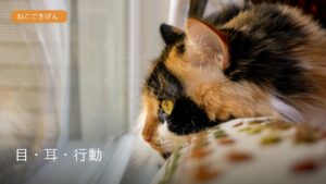 シニア猫の「目・耳・行動」特集｜感覚の変化に気づくための見方