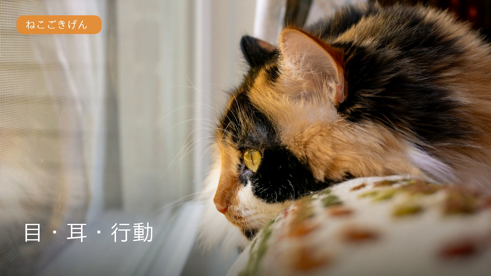 窓辺で外を見る猫