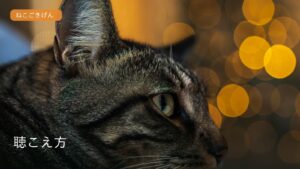 耳を立てた猫の横顔