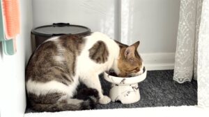 室内の無地の陶器ボウルで水分補給する猫