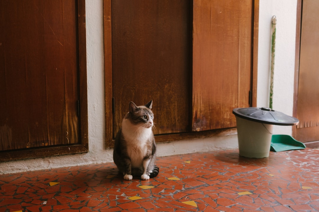 室内の床に座る猫。トイレで何度も力むときの見分け方の記事のイメージ