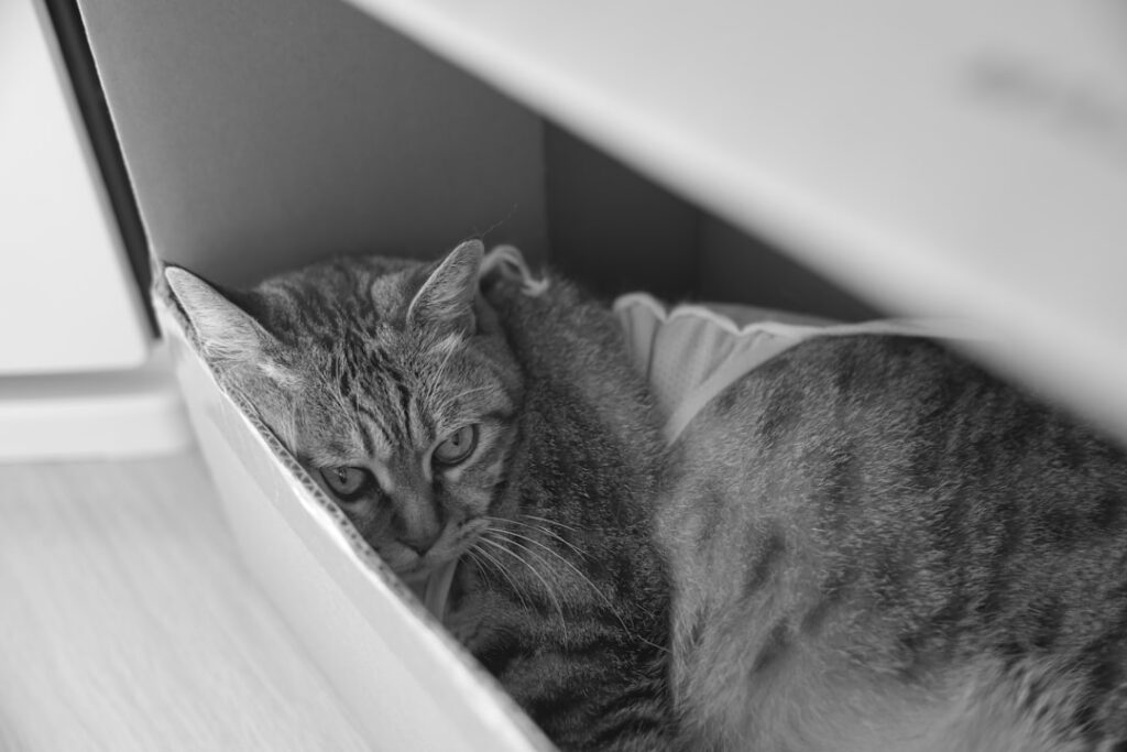 室内で過ごす猫。便の状態を確認する記事のイメージ