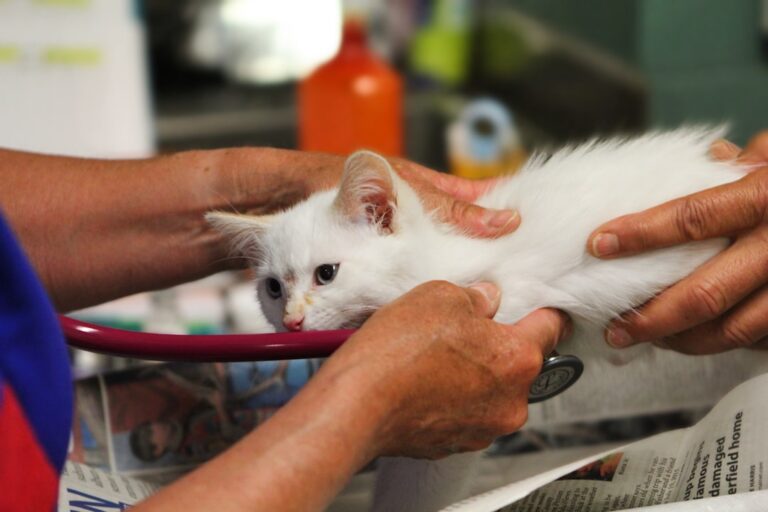動物病院で診察を受ける猫。猫の健康診断・検査ガイドのイメージ