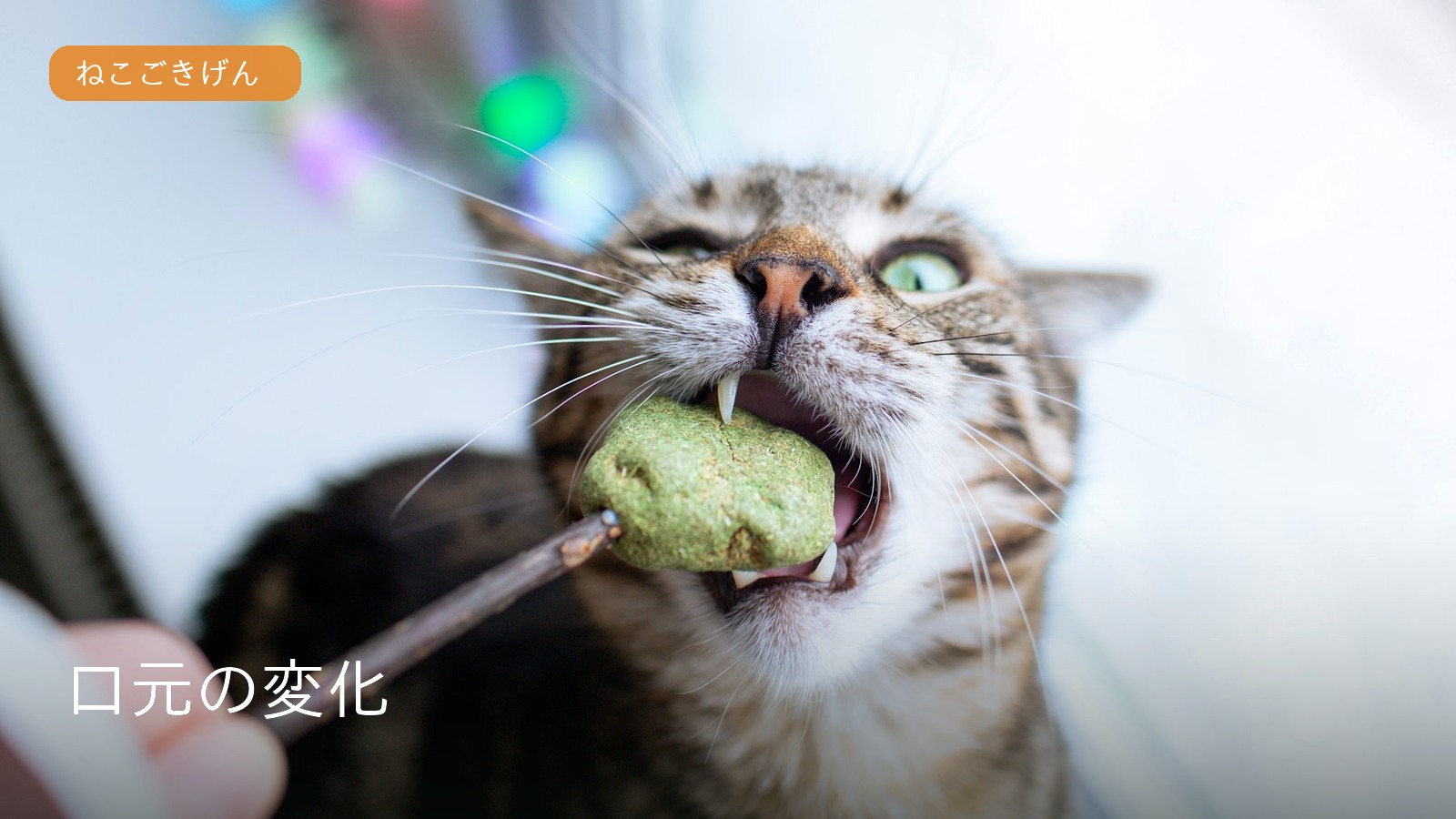 食べる猫の口元