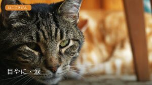 猫の目元のクローズアップ
