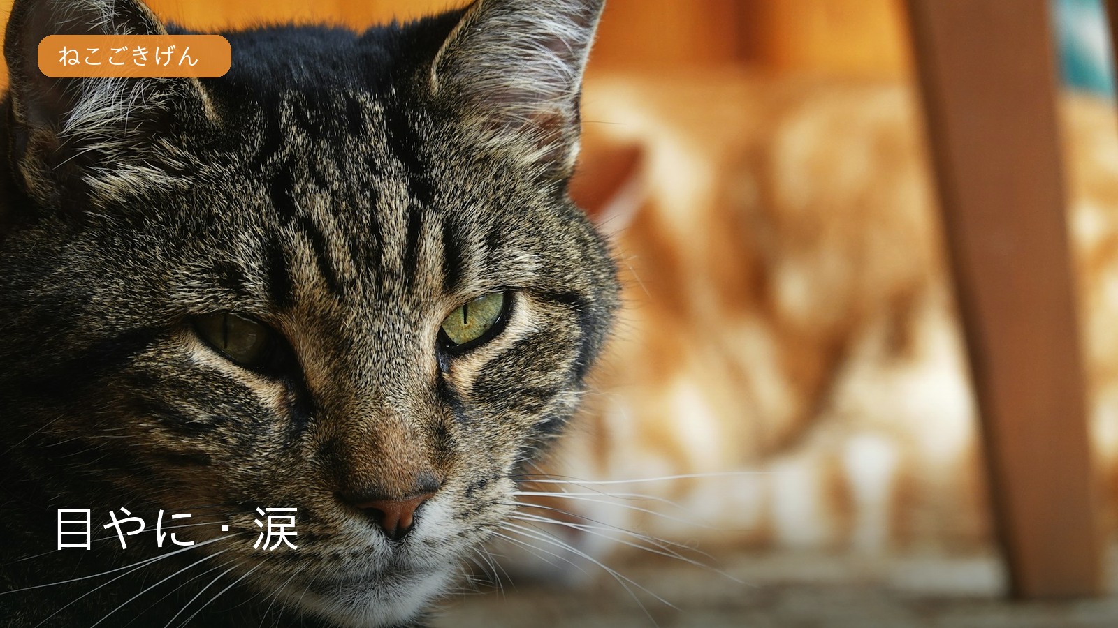 猫の目元のクローズアップ