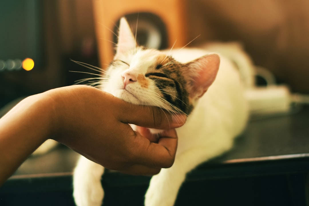 体調の変化が気になる猫。血尿と一緒に見たいサインの記事のイメージ