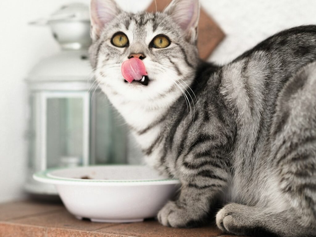 水を飲む猫。慢性腎臓病の記事イメージ