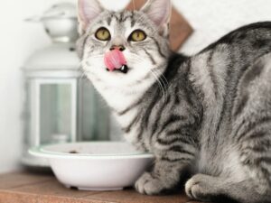 猫の慢性腎臓病｜初期サイン・水と尿の変化・受診の目安