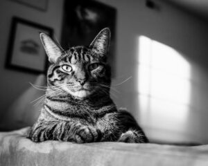 猫の甲状腺機能亢進症｜食べるのに痩せる・水が増えるサイン