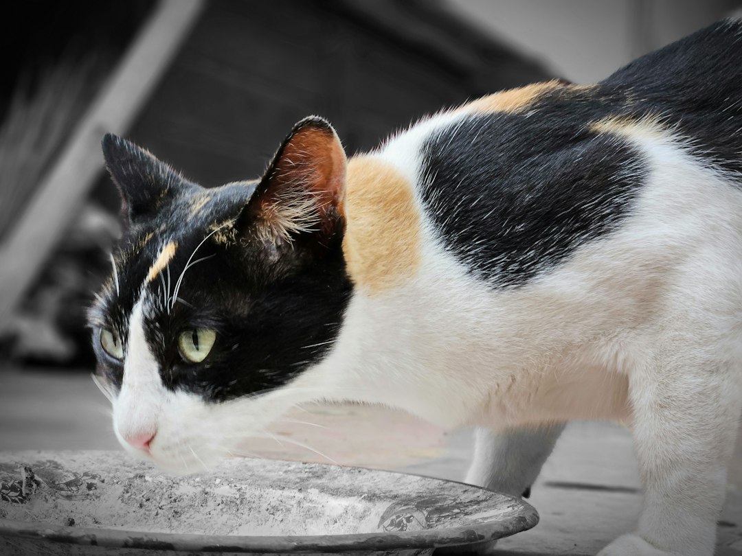 フードのそばにいる猫。糖尿病の記事イメージ